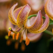 Fairy Morning -- floret